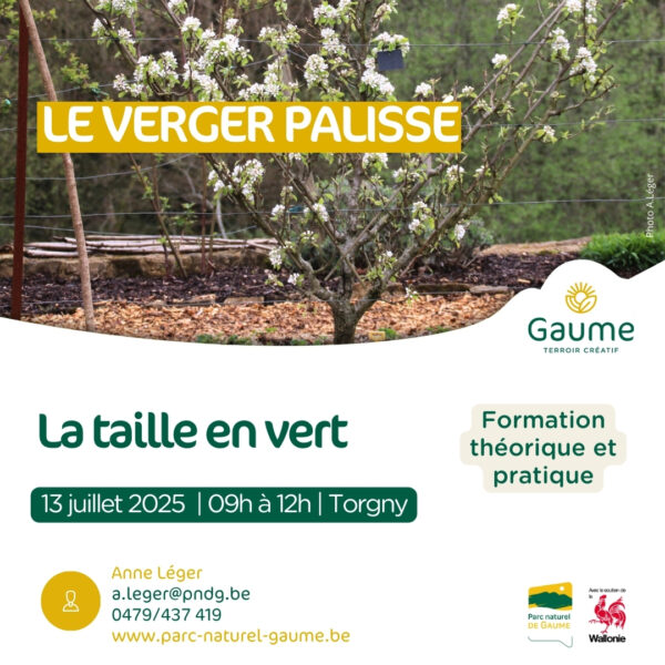 Verger palissé : la taille en vert