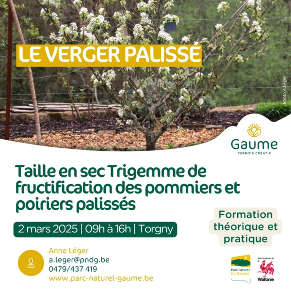 Taille en sec Trigemme de fructification des pommiers et poiriers palissés