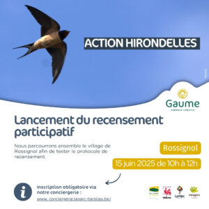 Action Hirondelles : Lancement du recensement participatif