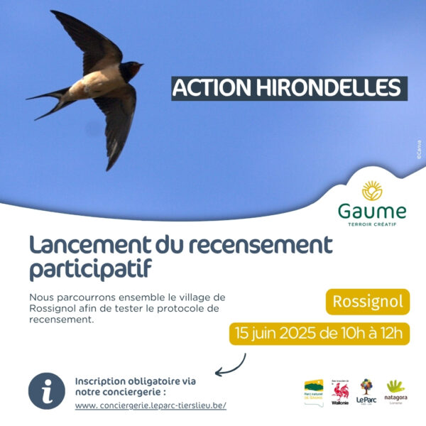 Action Hirondelles : Lancement du recensement participatif