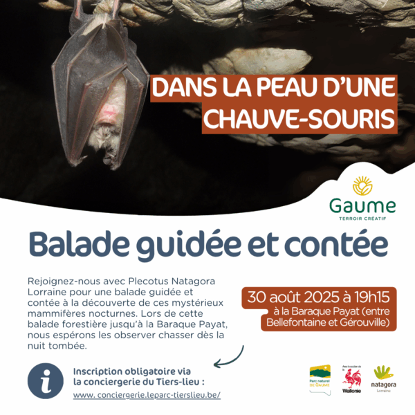 Balade guidée et contée : Dans la peau d'une chauve-souris