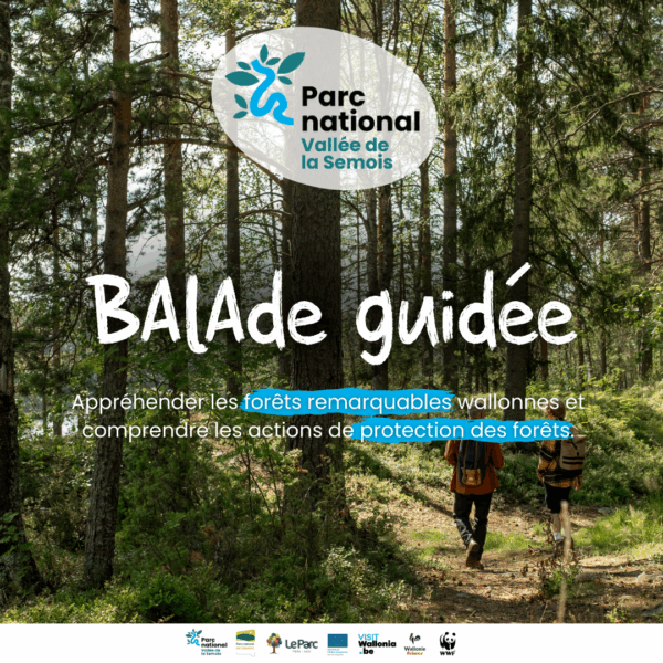 Balade guidée : les forêts remarquables