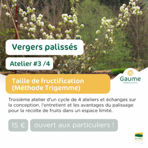 Vergers palissés : Atelier #3 - Taille de fructification (méthode Trigemme)