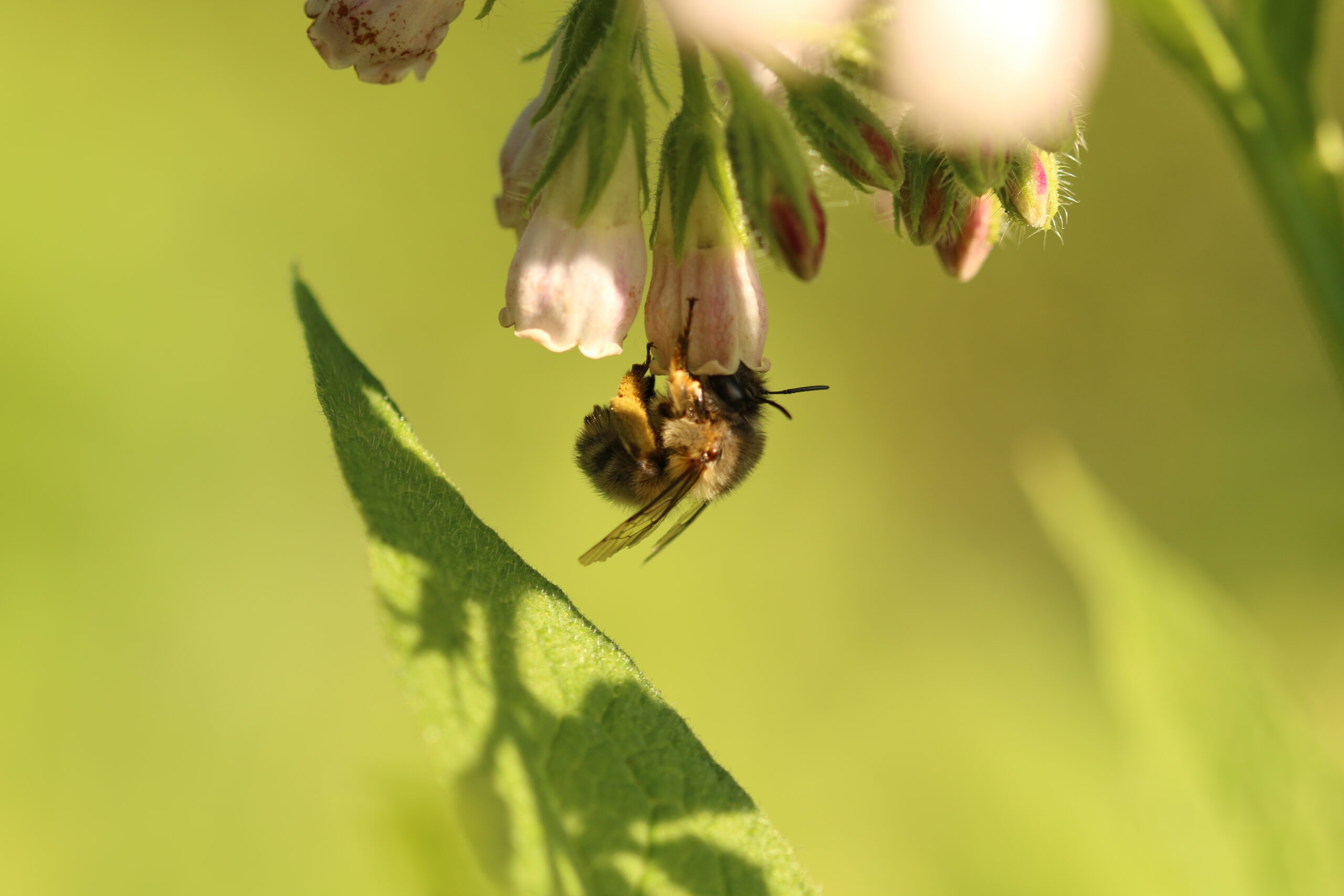 Fabrication de ruchettes à bourdons - Festival Nature Rouvroy – Image 4