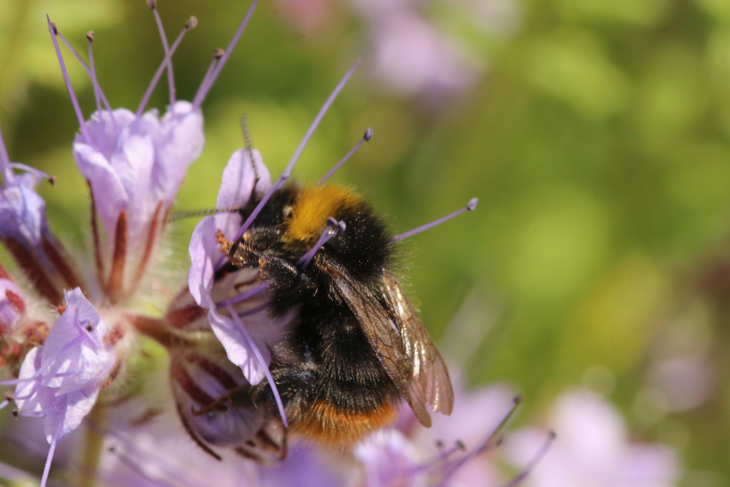 Fabrication de ruchettes à bourdons - Festival Nature Rouvroy – Image 3